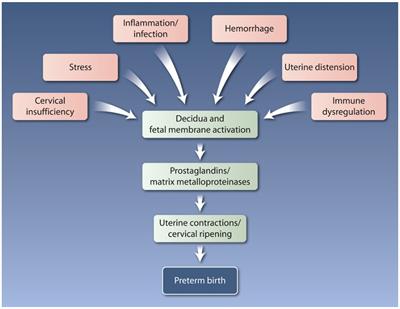 Assessment of current biomarkers and interventions to identify and treat women at risk of preterm birth